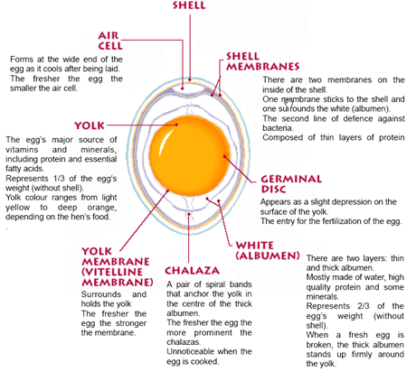 Anatomy Of An Egg | About Eggs | North Riding, Roodepoort | KIEPERSOL
