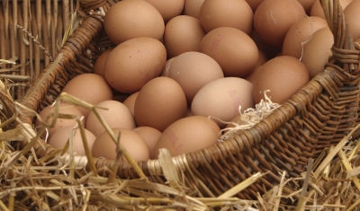 types-of-eggs